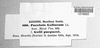 Puccinia galiorum image